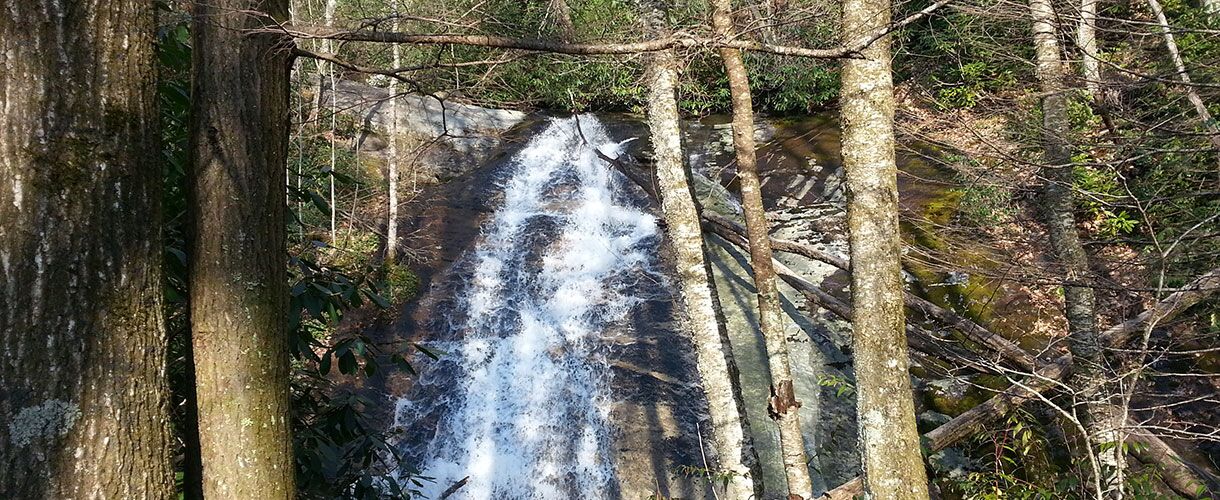 USFS Biological Evaluation & Bat Surveys