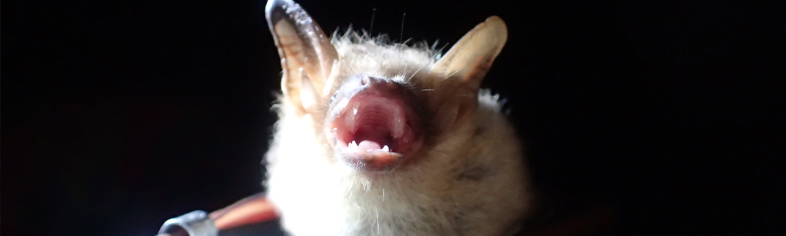MyNV5_Project_Tricolored-Bat-1