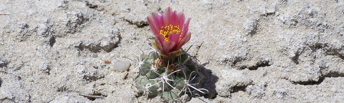 NV5_Project_Bracks-fishhook-cactus