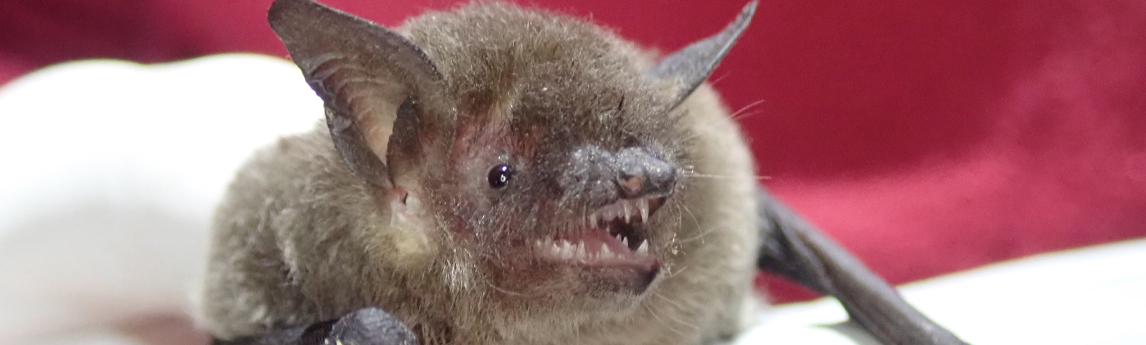 NV5_Project_Culver-MYGR-Trapping-15