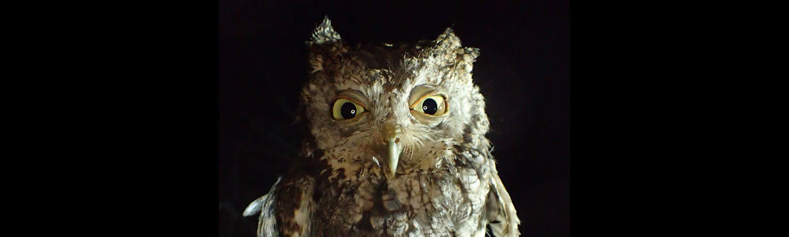 NV5_Project_Eastern-Screech-Owl-01