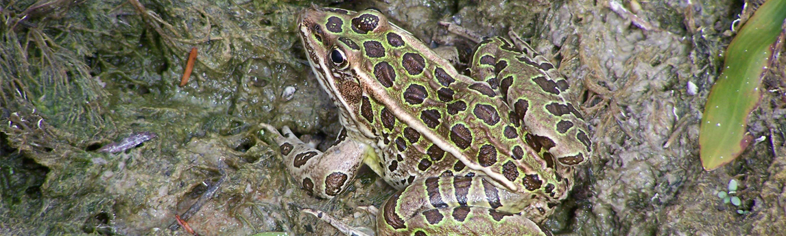NV5_Project_Northern-Leopard-Frog-