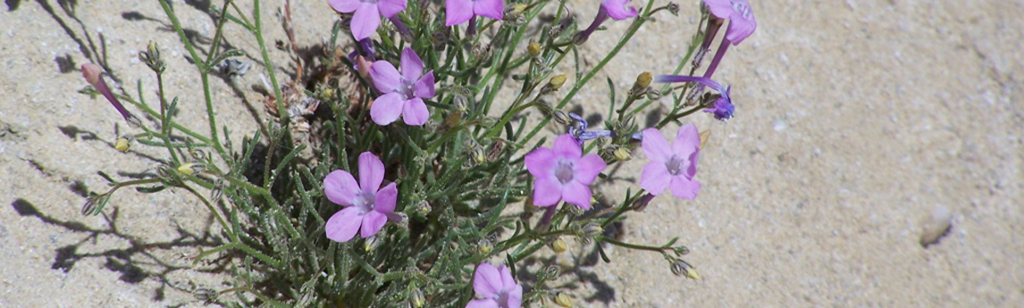 NV5_ProjectAztec-gilia