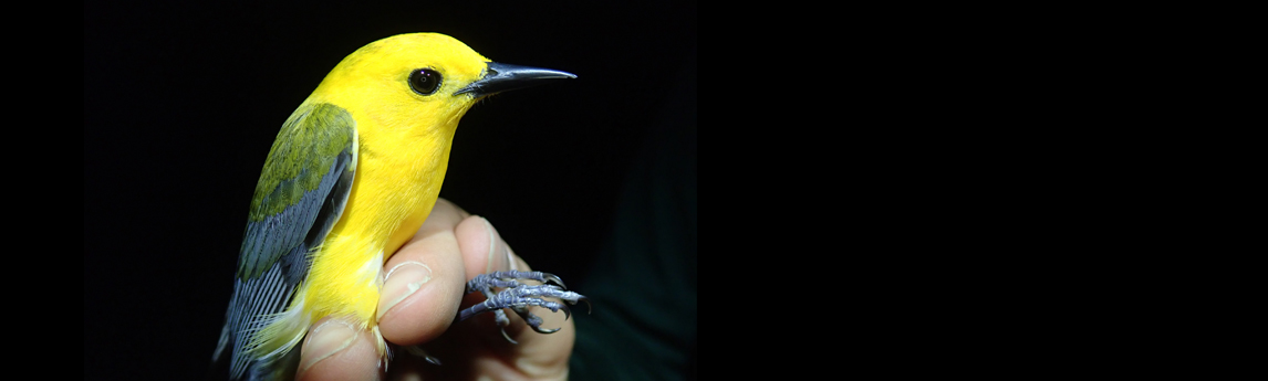 NV5_Projects_-Prothonotary-Warbler-06