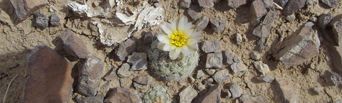 NV5_Projects_Mesa-Verde-Cactus