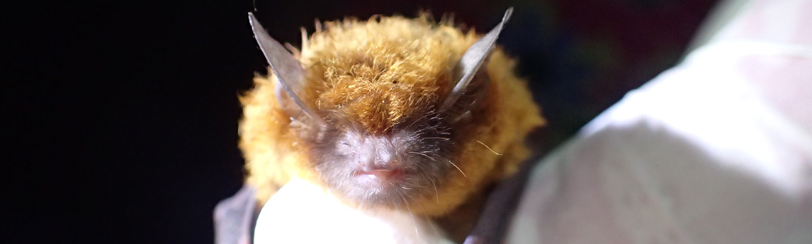 NV5_Projects_southeastern-myotis-yellow