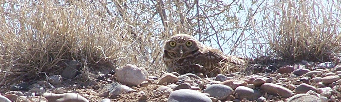 NV5_Projects_Western-Burrowing-Owl