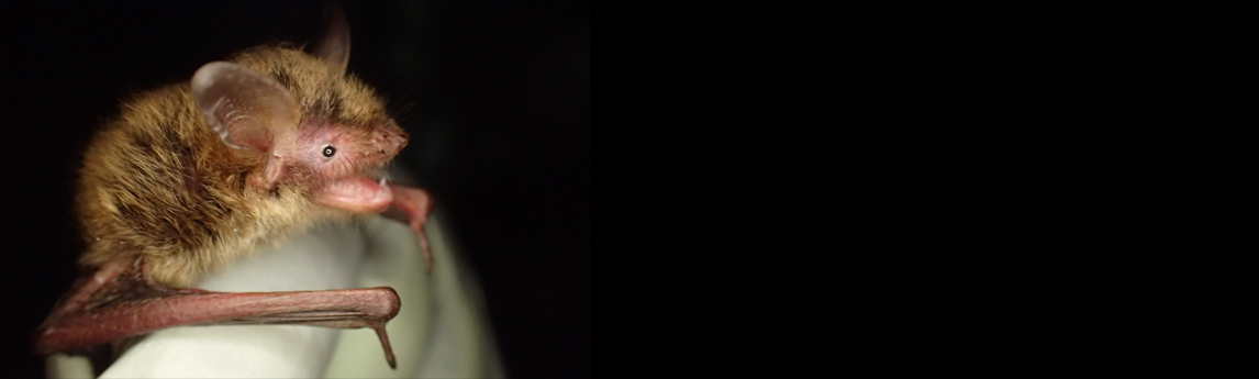 NV5_ProjectsMYSE-Winter-Netting-204-03